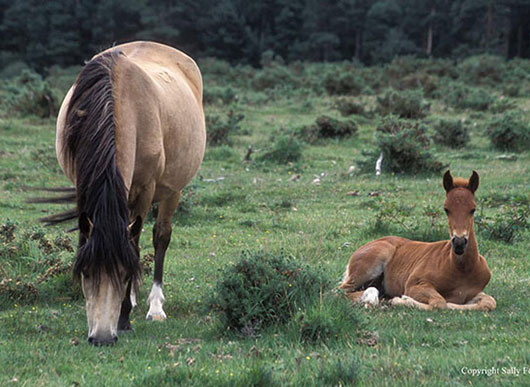 verderers of the new forest