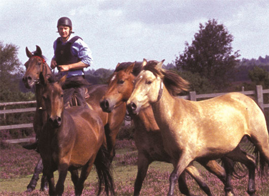 Agisters of the New Forest