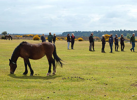 Verderers Grazing Scheme