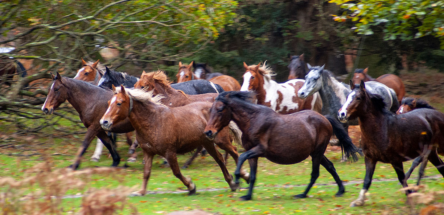 Verderers of the New Forest