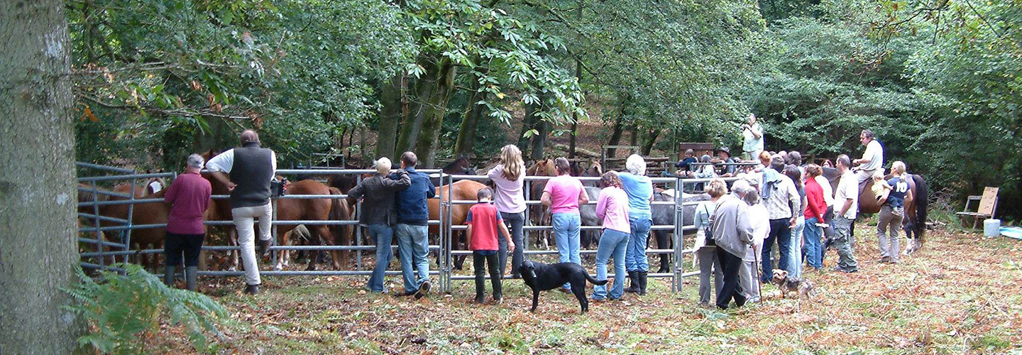 verderers of the new forest