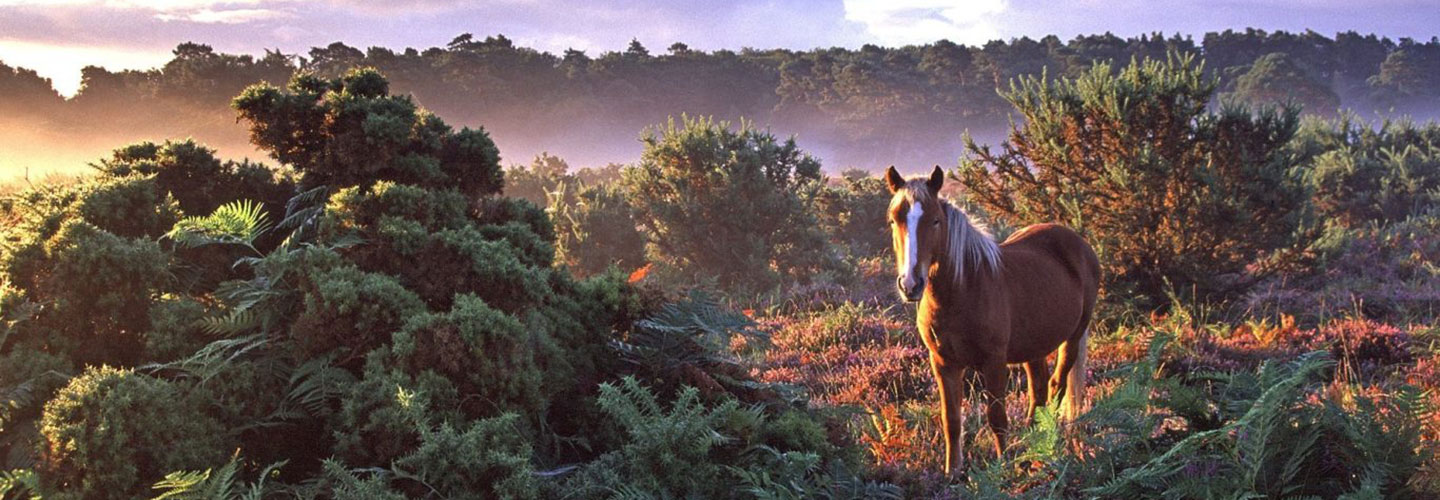 Verderers of the New Forest