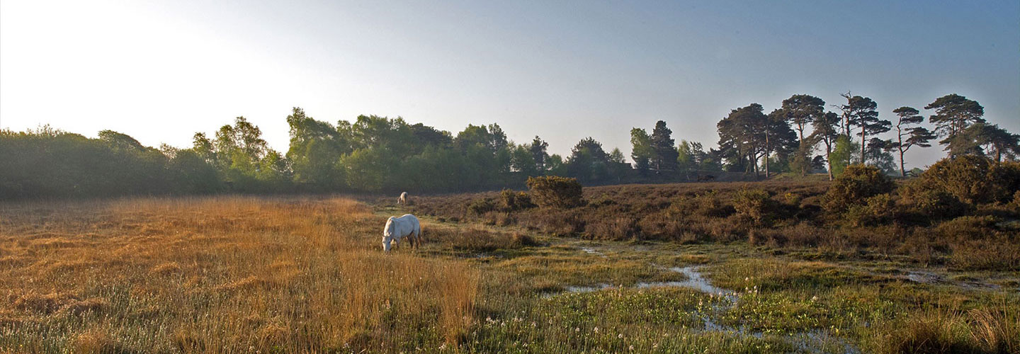 Grazing Scheme (VGS)